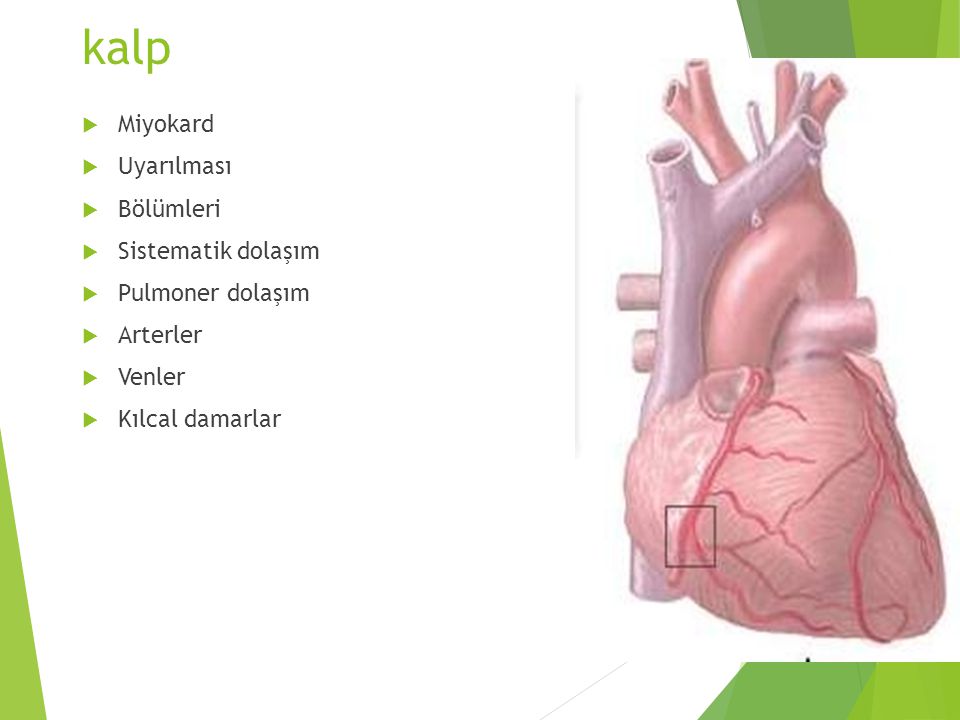 kalp Miyokard Uyarılması Bölümleri Sistematik dolaşım Pulmoner dolaşım