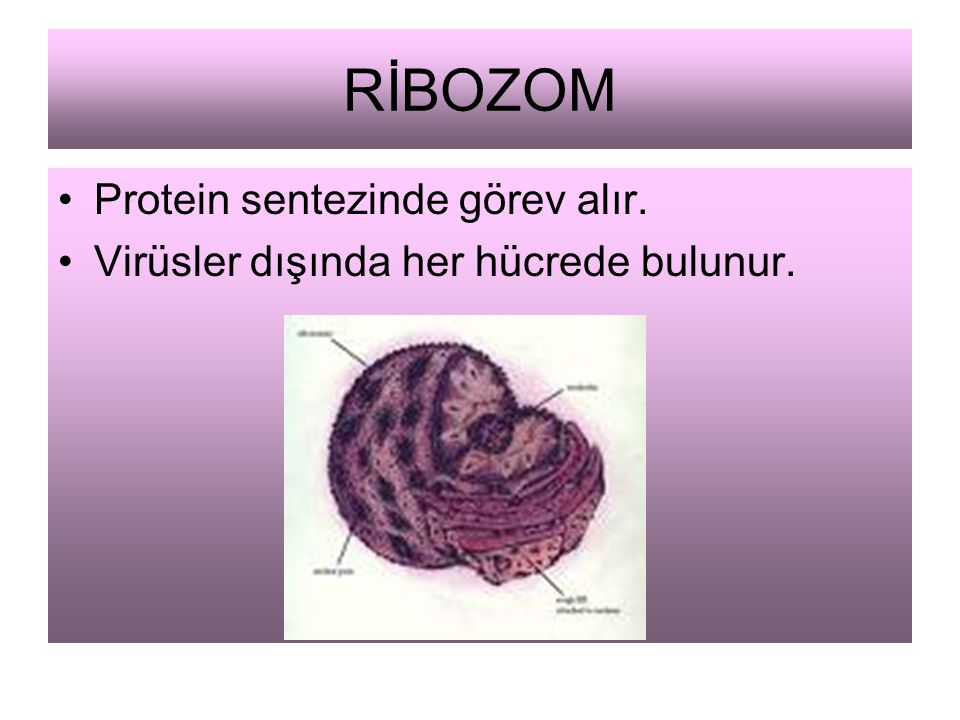 RİBOZOM Protein sentezinde görev alır.