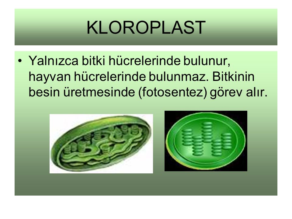 KLOROPLAST Yalnızca bitki hücrelerinde bulunur, hayvan hücrelerinde bulunmaz.