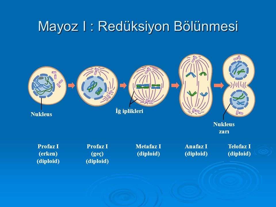 Клеточный центр в процессе митоза отвечает за. Mayoz. Telofaz. Митоз Мем. Митоз профаза гаплоидной клетки картинка ЕГЭ.