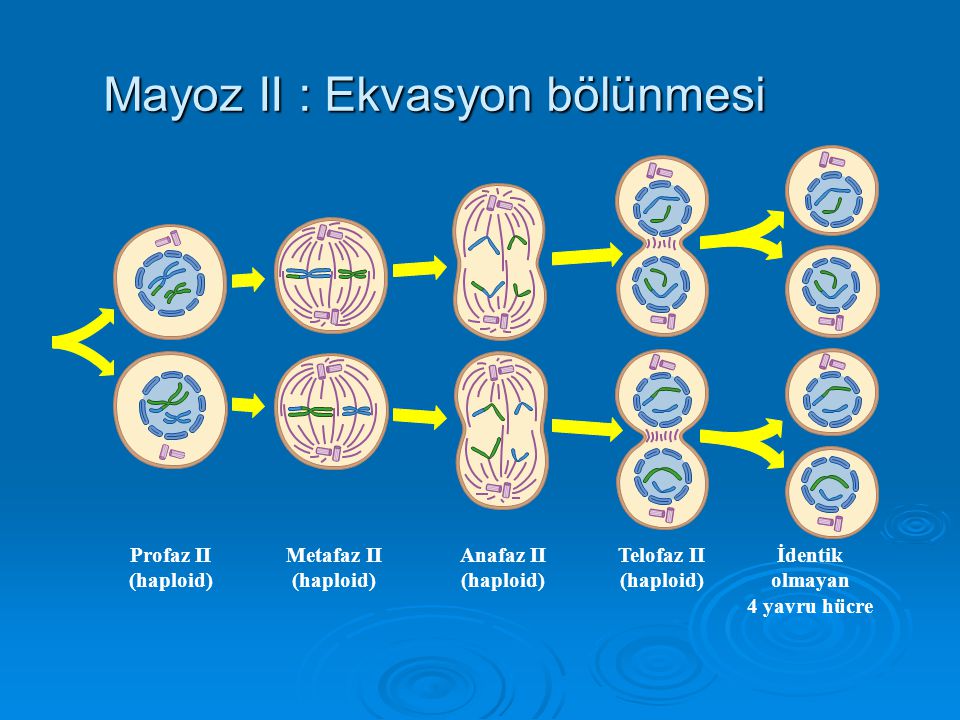 Телофаза митоза кратко