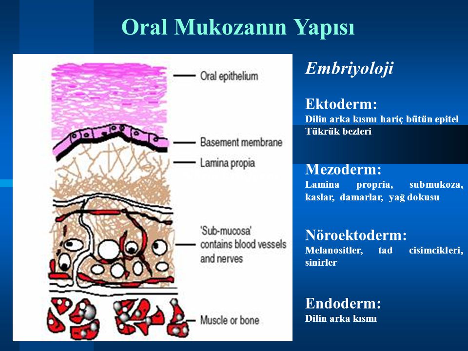 Oral Mukozanın Yapısı Embriyoloji Ektoderm: Mezoderm: Nöroektoderm: