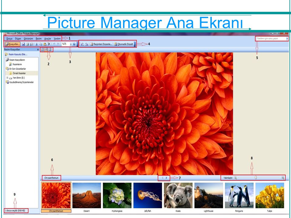 Майкрософт пикчер. Пикчер менеджер. Office редактор изображений. Microsoft Office picture Manager. Picture Manager для Windows 7.