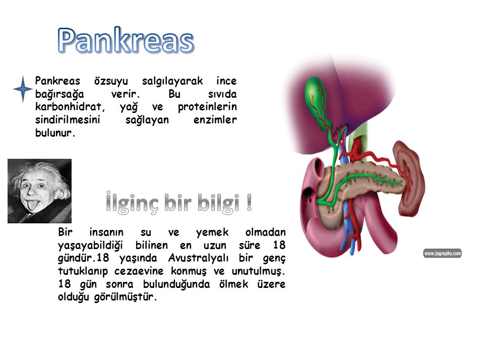 Pankreas İlginç bir bilgi !