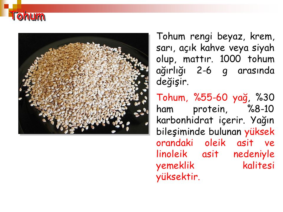 Tohum Tohum rengi beyaz, krem, sarı, açık kahve veya siyah olup, mattır tohum ağırlığı 2-6 g arasında değişir.
