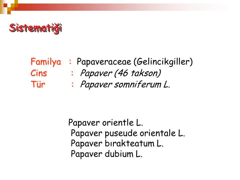 Sistematiği Familya : Papaveraceae (Gelincikgiller)
