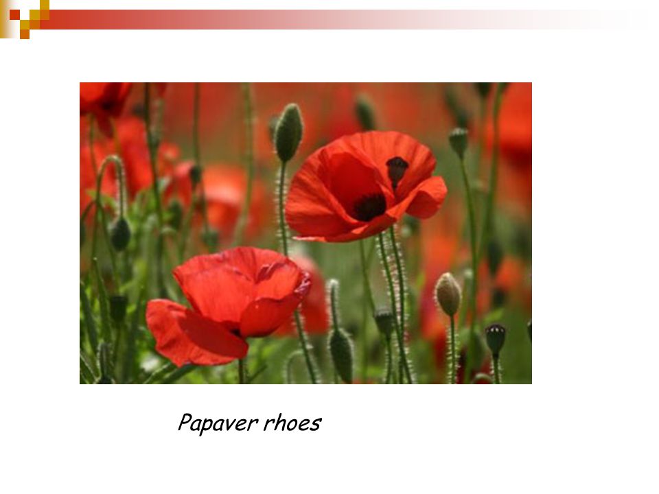 Papaver rhoes
