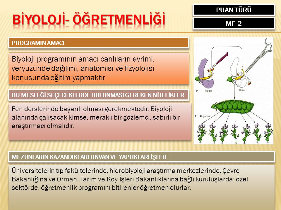 MESLEKLERİ TANIYALIM DÖRT YILLIK LİSANS PROGRAMLARI - Ppt Indir