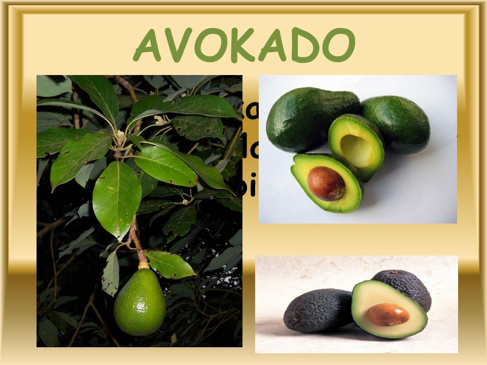 AVOKADO Avokado, kabuğu yeşil, yenen kısımları beyaz, iri çekirdekli bir meyvedir.