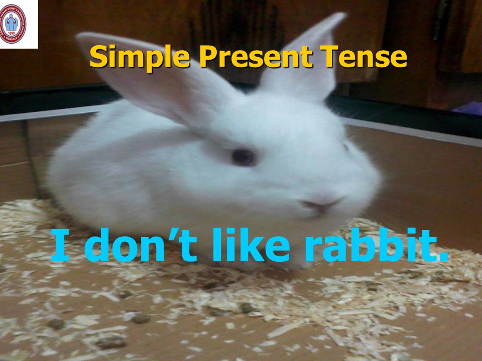 Simple Present Tense I don’t like rabbit.