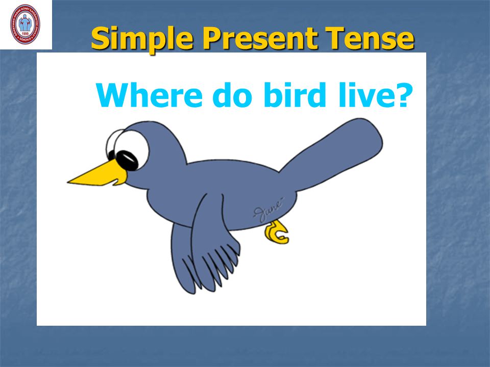 Simple Present Tense Where do bird live