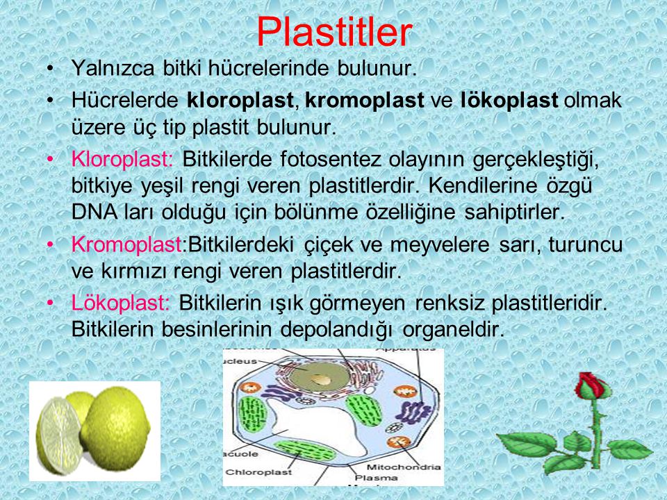 Plastitler Yalnızca bitki hücrelerinde bulunur.