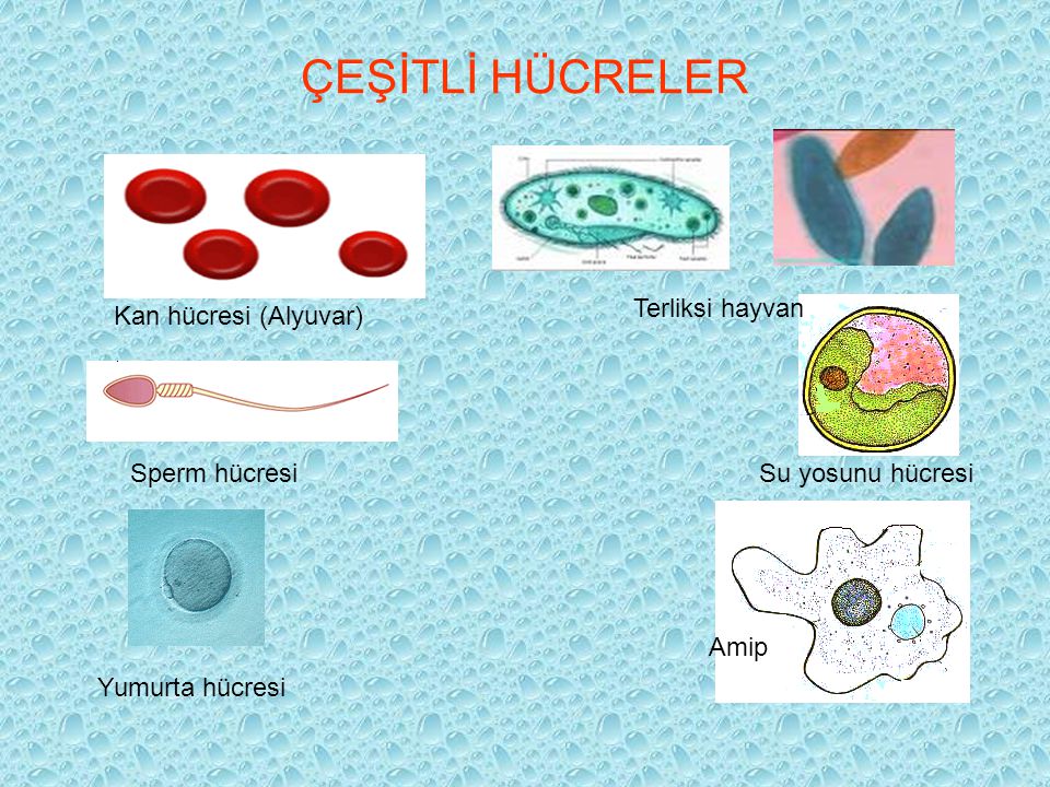 ÇEŞİTLİ HÜCRELER Terliksi hayvan Kan hücresi (Alyuvar) Sperm hücresi