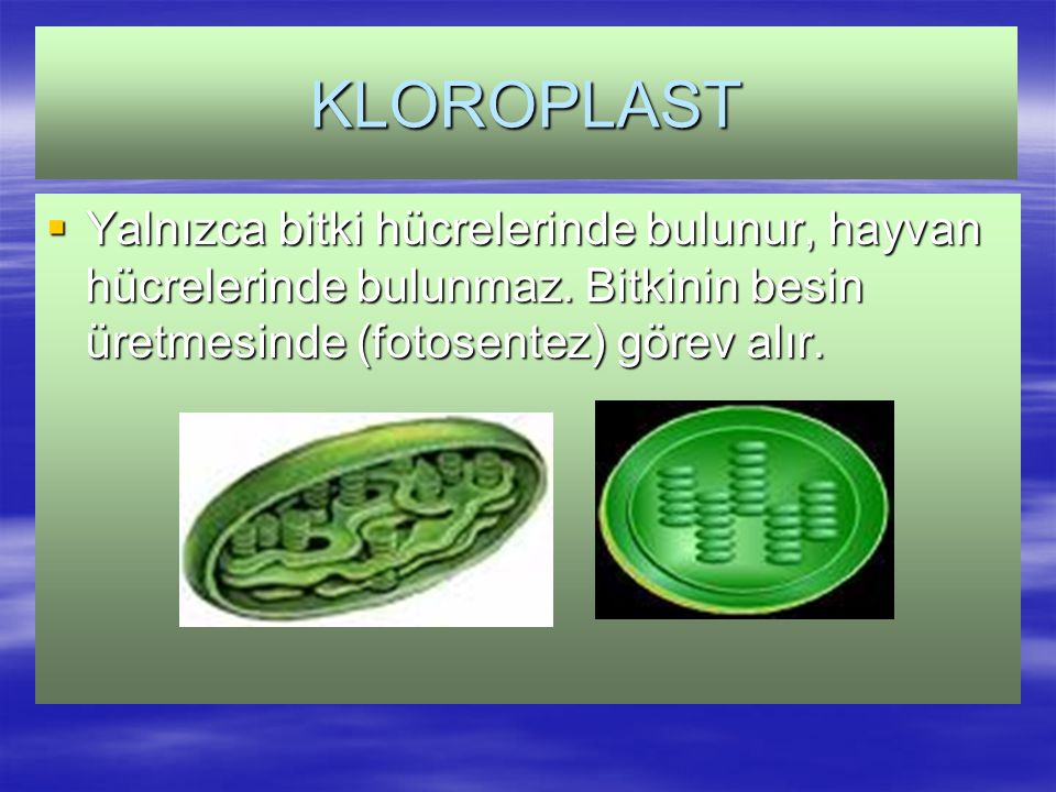 KLOROPLAST Yalnızca bitki hücrelerinde bulunur, hayvan hücrelerinde bulunmaz.
