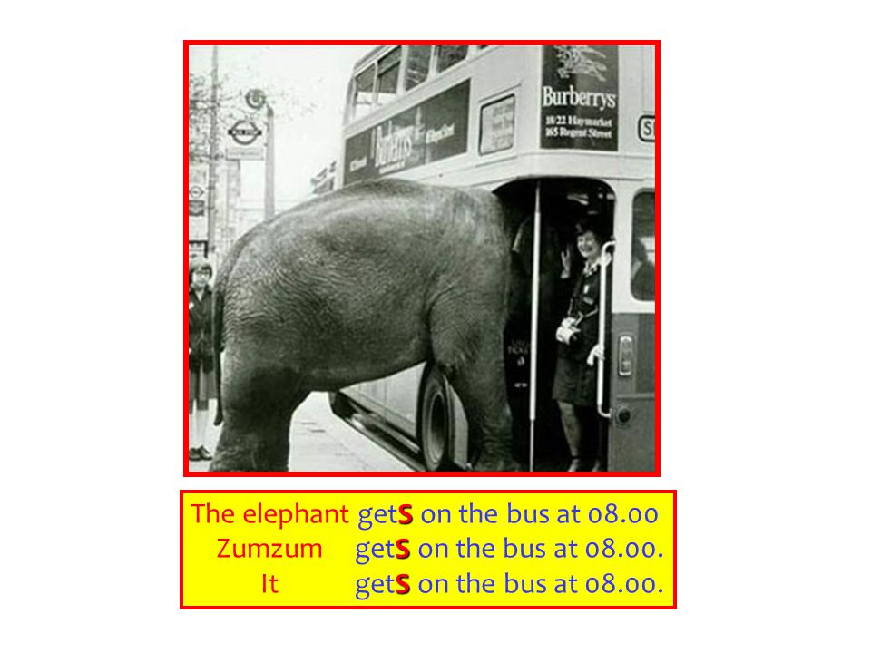 The elephant getS on the bus at 08.00