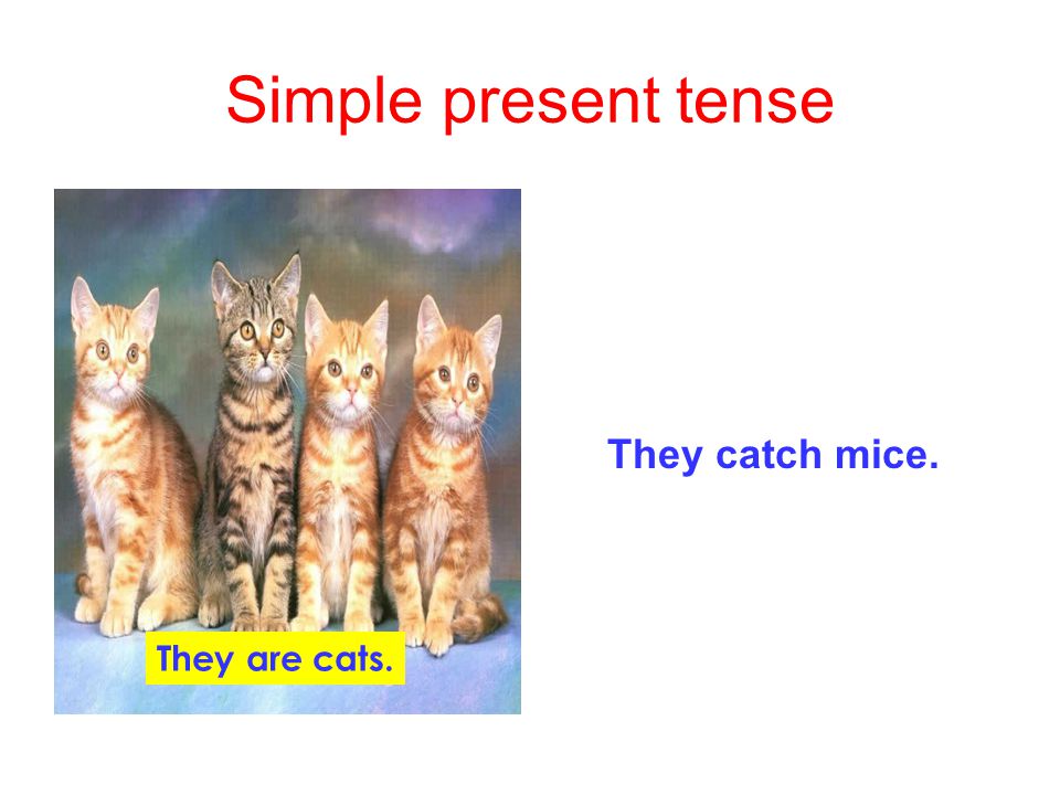 Simple present tense They catch mice. They are cats.