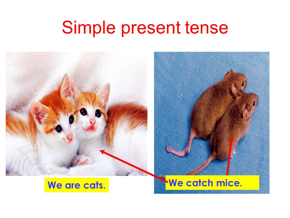 Simple present tense We catch mice. We are cats.