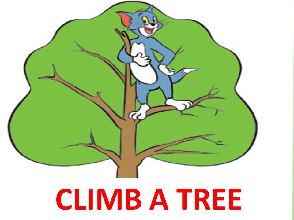 CLIMB A TREE