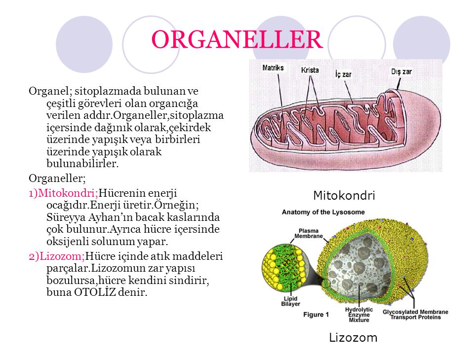ORGANELLER Mitokondri Lizozom