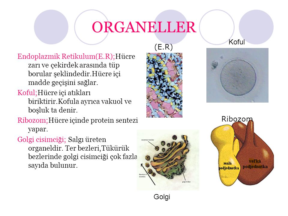 ORGANELLER Koful. (E.R) Endoplazmik Retikulum(E.R);Hücre zarı ve çekirdek arasında tüp borular şeklindedir.Hücre içi madde geçişini sağlar.