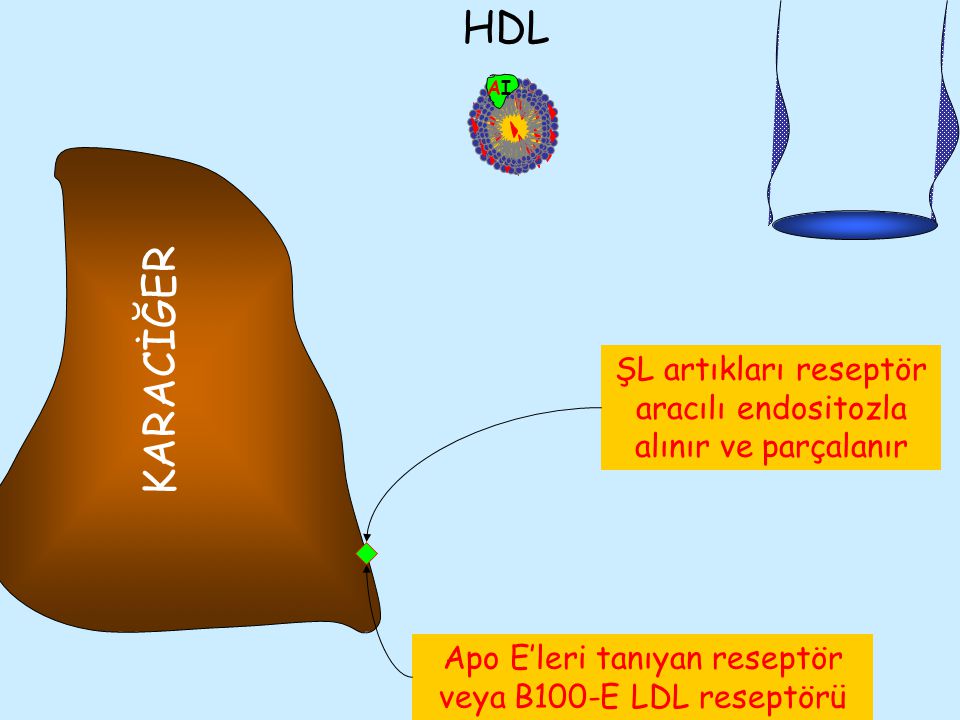 B48 E. CII. HDL. AI. KARACİĞER. ŞL artıkları reseptör aracılı endositozla alınır ve parçalanır.