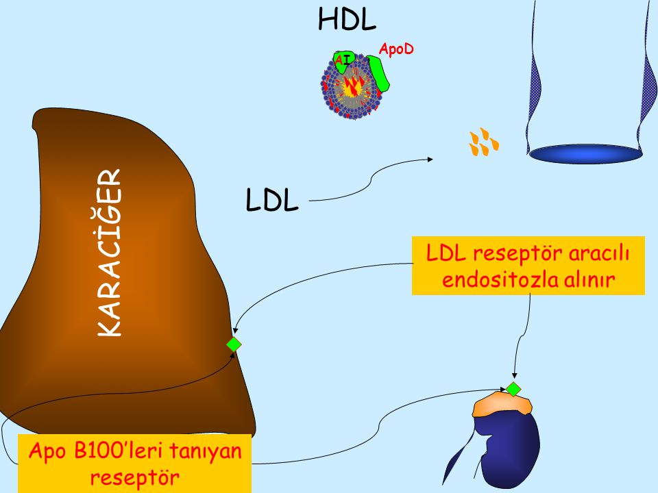 HDL LDL KARACİĞER LDL reseptör aracılı endositozla alınır