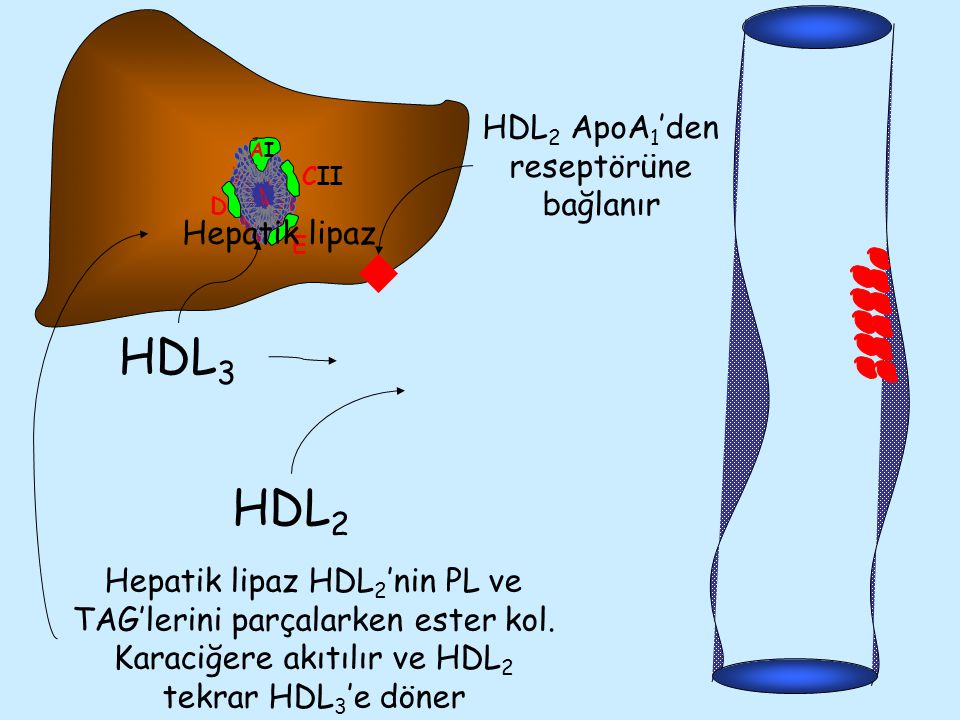 HDL2 ApoA1’den reseptörüne bağlanır