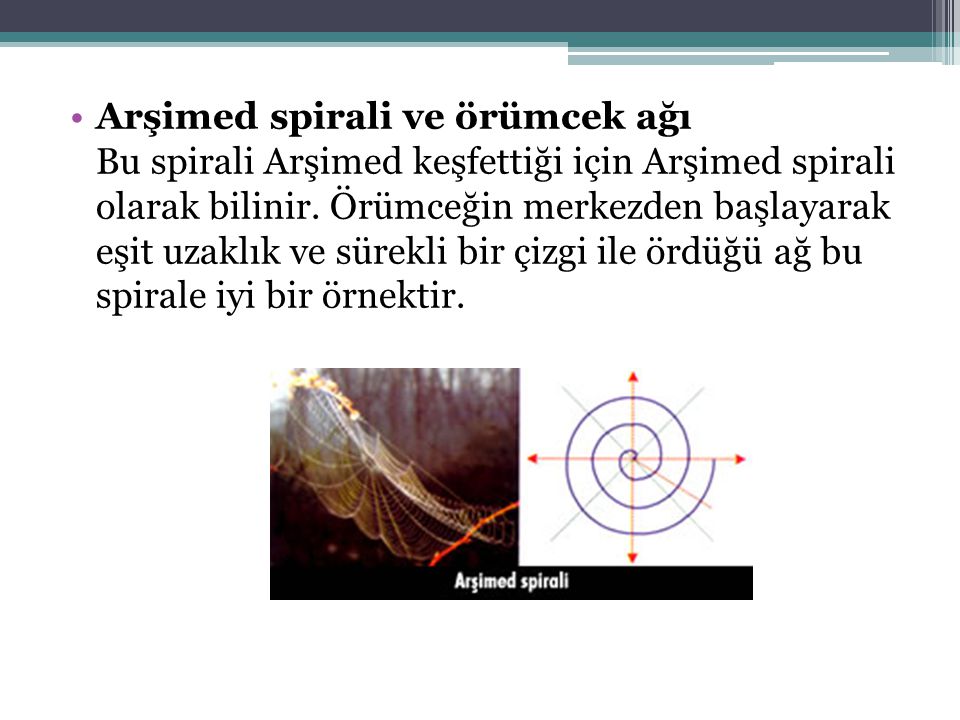 Arşimed spirali ve örümcek ağı Bu spirali Arşimed keşfettiği için Arşimed spirali olarak bilinir.