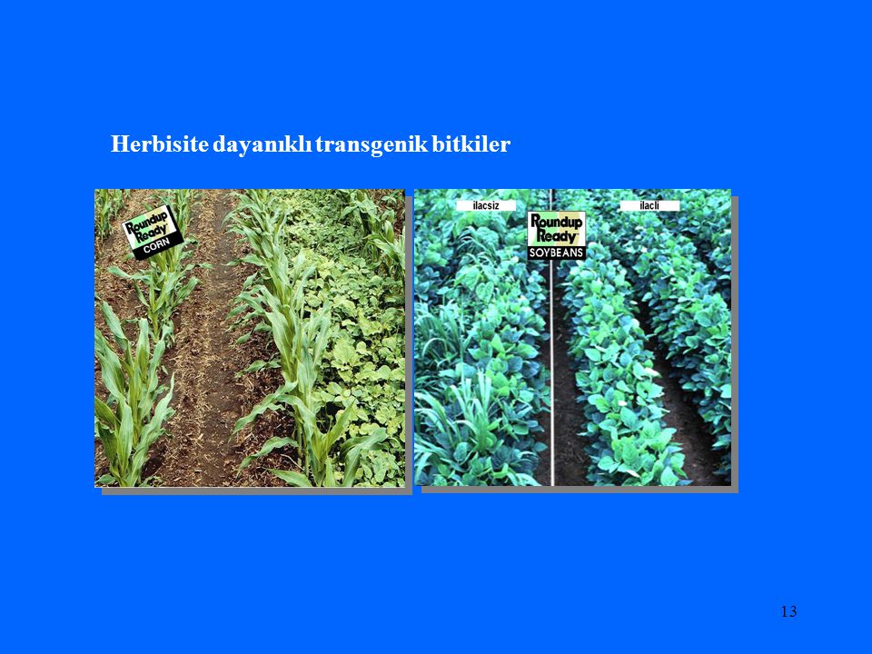 Herbisite dayanıklı transgenik bitkiler