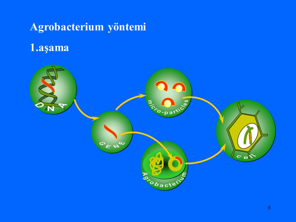 Agrobacterium yöntemi