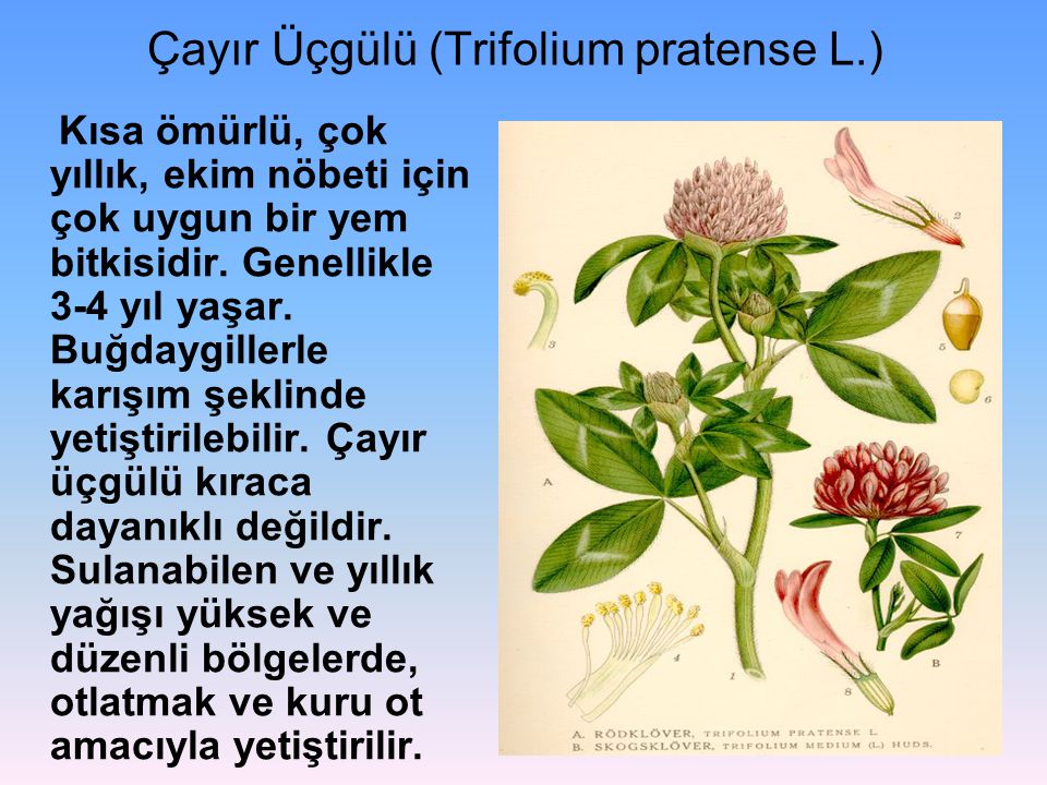 Çayır Üçgülü (Trifolium pratense L.)