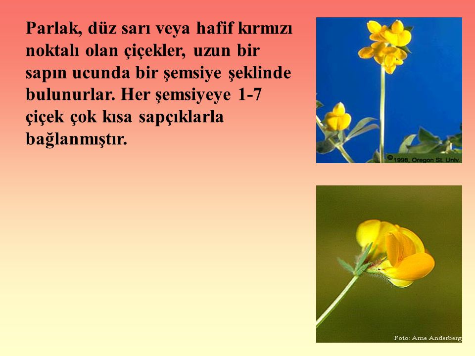 Parlak, düz sarı veya hafif kırmızı noktalı olan çiçekler, uzun bir sapın ucunda bir şemsiye şeklinde bulunurlar.