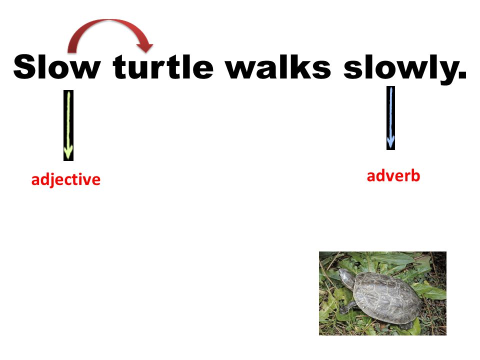 Slow turtle walks slowly.