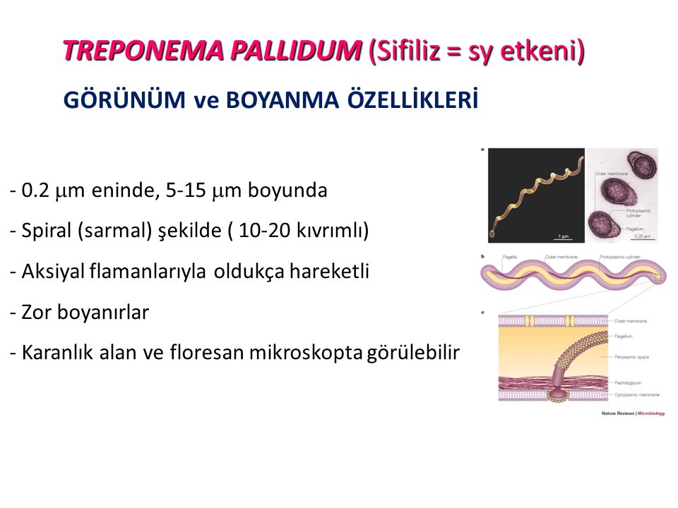 Treponema pallidum в рмп. Treponema pallidum профилактика. Трепонема паллидум входные ворота.