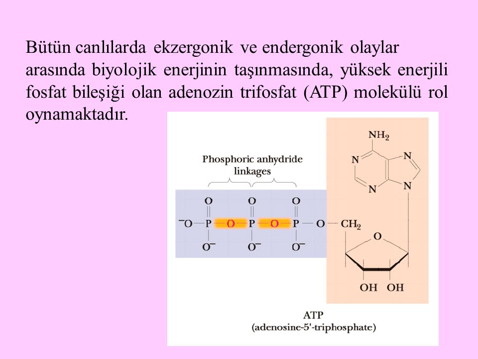 Bütün canlılarda ekzergonik ve endergonik olaylar arasında biyolojik enerjinin taşınmasında, yüksek enerjili fosfat bileşiği olan adenozin trifosfat (ATP) molekülü rol oynamaktadır.