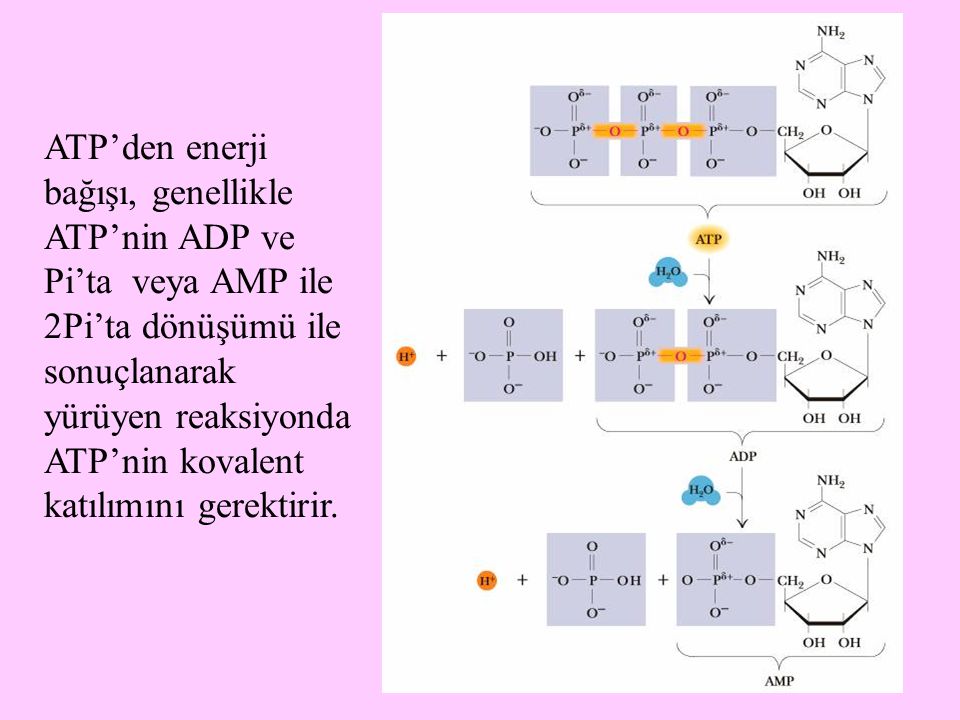 ATP’den enerji bağışı, genellikle ATP’nin ADP ve Pi’ta veya AMP ile 2Pi’ta dönüşümü ile sonuçlanarak yürüyen reaksiyonda ATP’nin kovalent katılımını gerektirir.