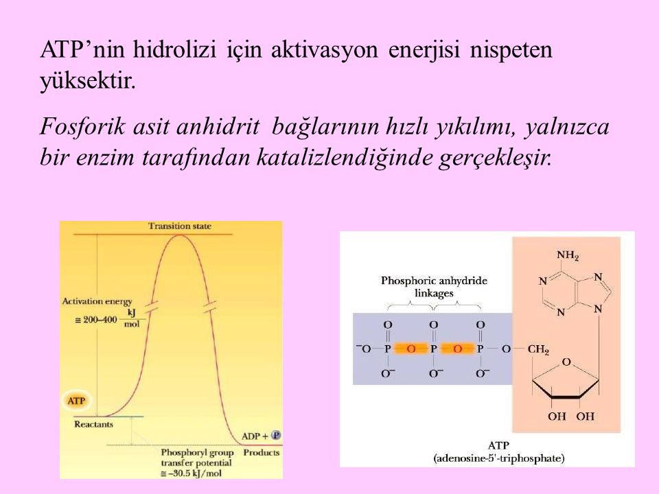 ATP’nin hidrolizi için aktivasyon enerjisi nispeten yüksektir.