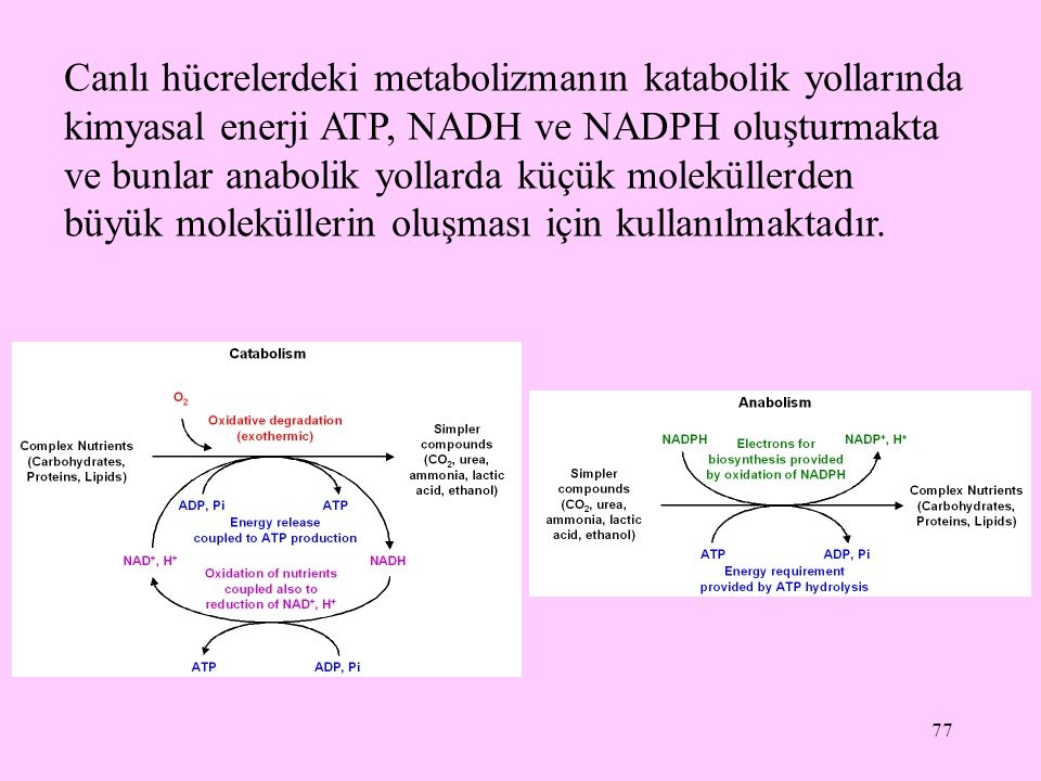 Canlı hücrelerdeki metabolizmanın katabolik yollarında kimyasal enerji ATP, NADH ve NADPH oluşturmakta ve bunlar anabolik yollarda küçük moleküllerden büyük moleküllerin oluşması için kullanılmaktadır.