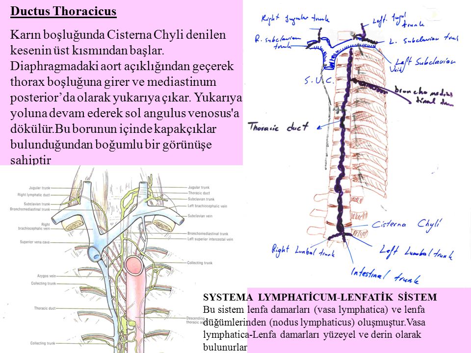 Ствол латынь. Топографическая анатомия грудного лимфатического протока. Грудной лимфатический проток (Ductus thoracicus):. Ductus thoracicus топография. Притоки Ductus thoracicus.