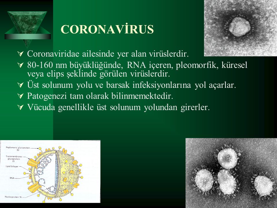 Коронавирус 11