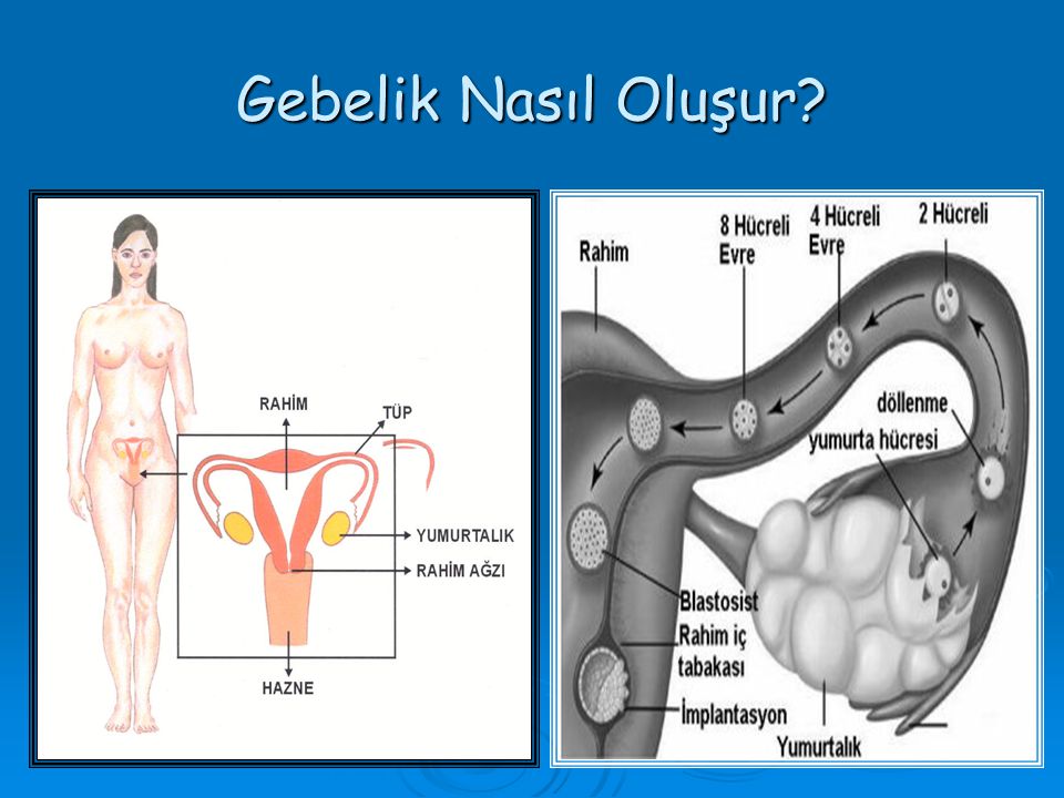 Döle Buladı