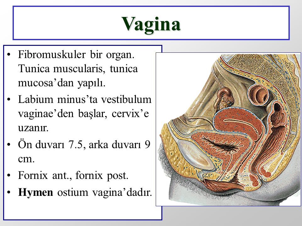 Vagina Tumblr