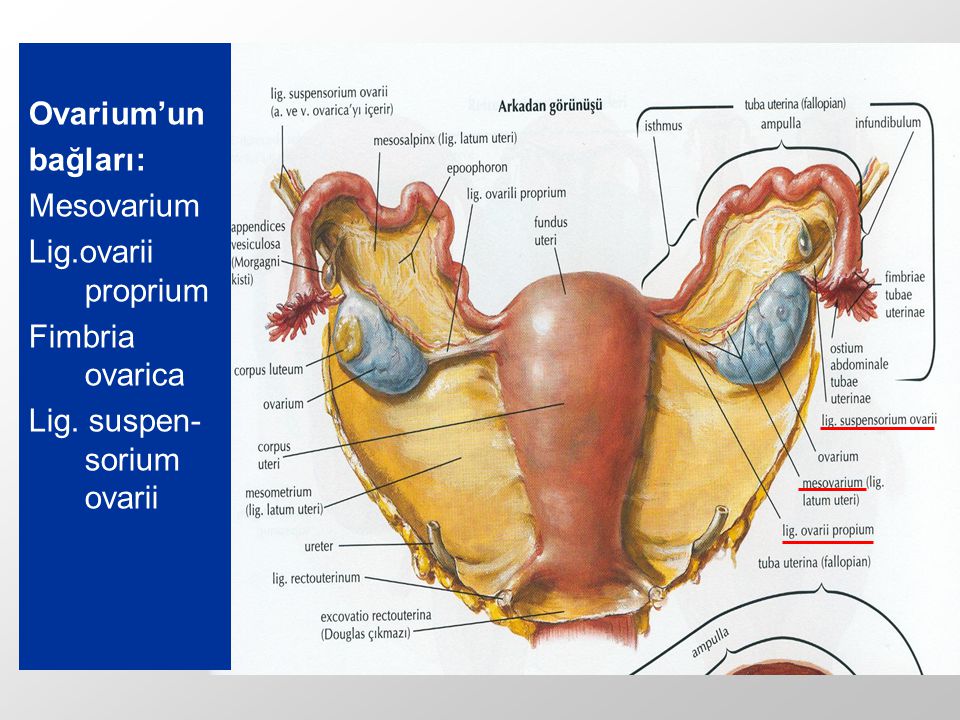 Кардинальная связка матки. Матка анатомия Lig/latum uteri. Строение матки.