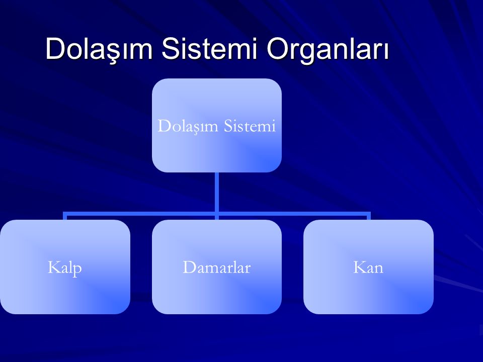 Dolaşım Sistemi Organları