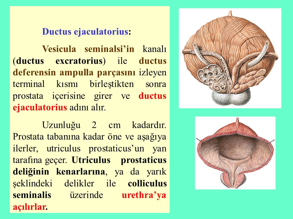 Ductus ejaculatorius.