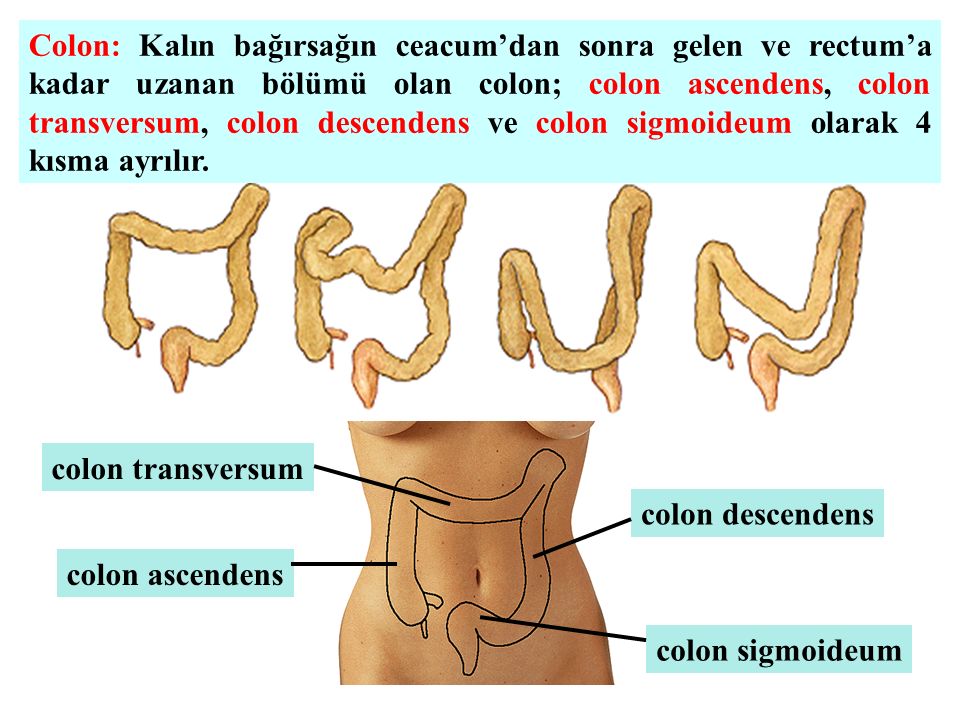 Colon Snake