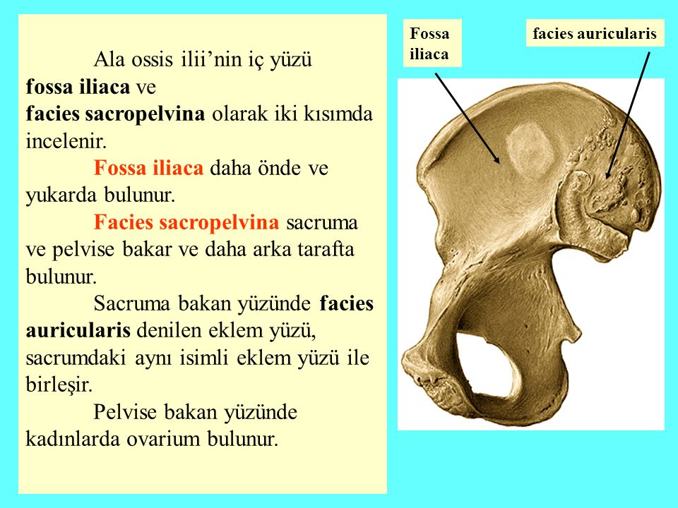Пластика латынь. Crista iliaca анатомия. Ala Ossis ilii. Facies латынь. Ossis латынь.