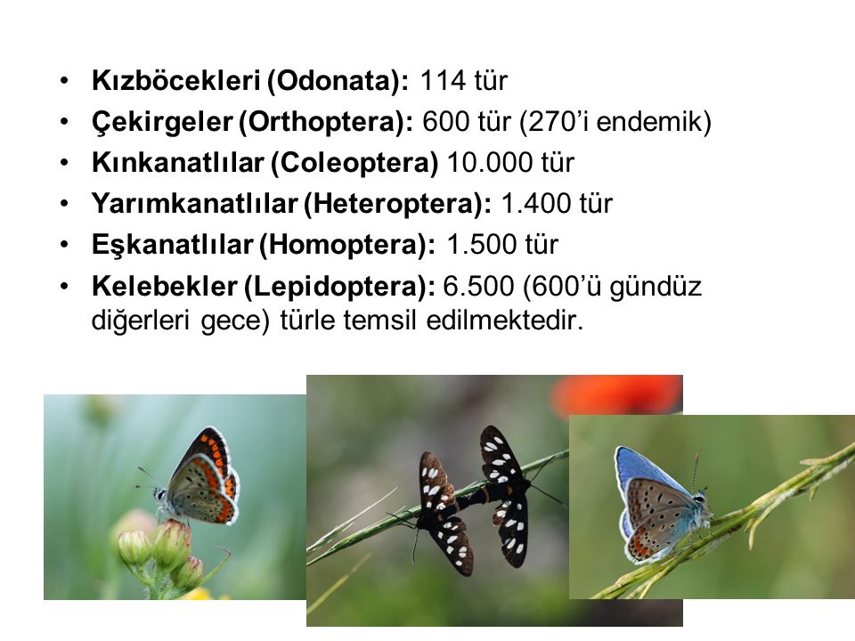 Kızböcekleri (Odonata): 114 tür