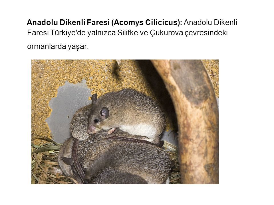 Anadolu Dikenli Faresi (Acomys Cilicicus): Anadolu Dikenli Faresi Türkiye de yalnızca Silifke ve Çukurova çevresindeki ormanlarda yaşar.