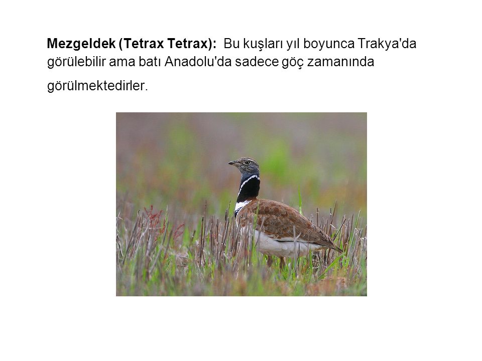 Mezgeldek (Tetrax Tetrax): Bu kuşları yıl boyunca Trakya da görülebilir ama batı Anadolu da sadece göç zamanında görülmektedirler.